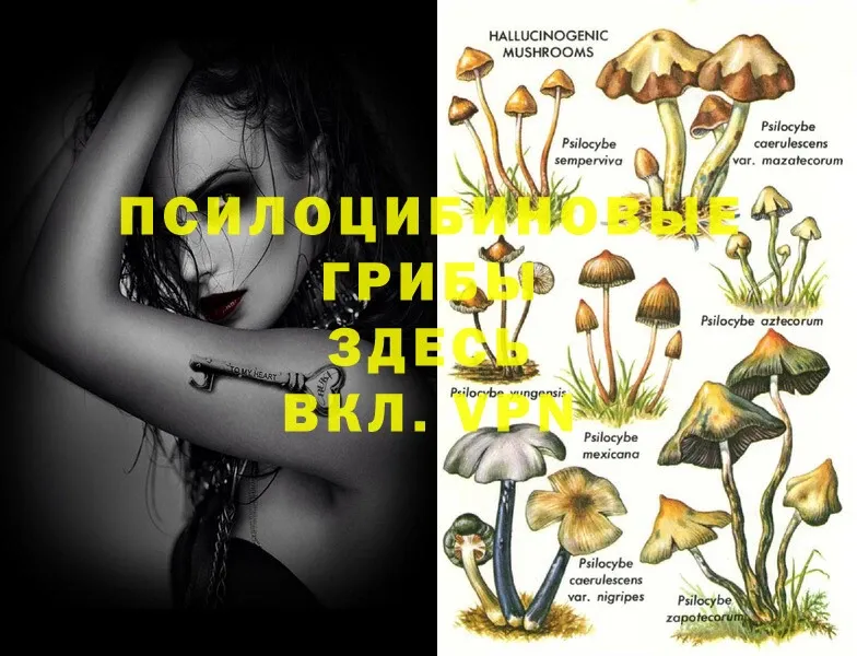 Псилоцибиновые грибы Psilocybe  закладки  Череповец 